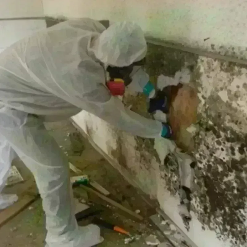 Mold Remediation and Removal in Euharlee, GA